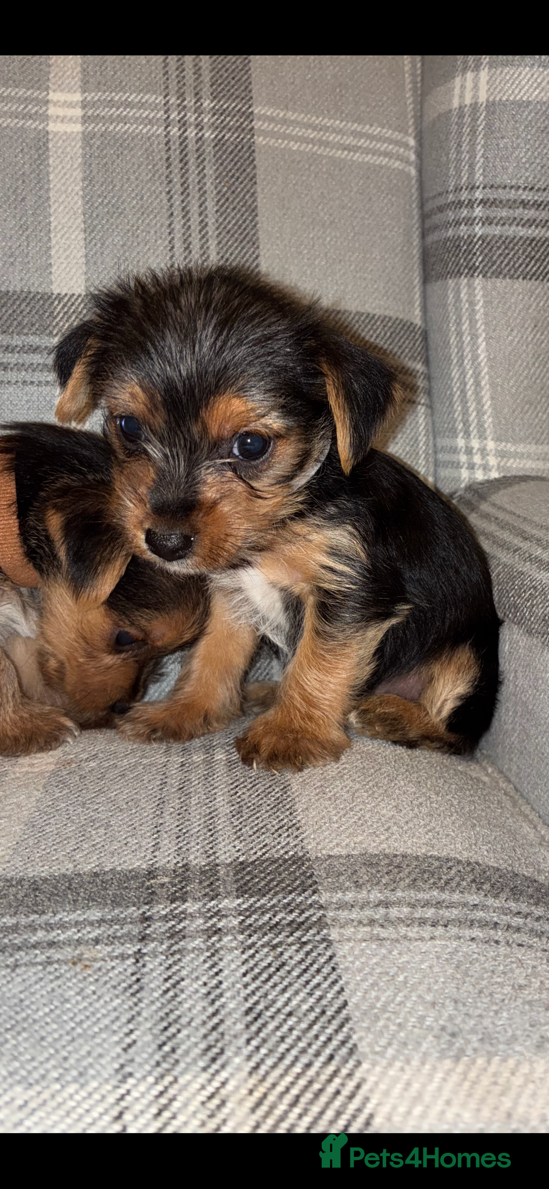 Mixed Breed dogs for sale: Yorkshire terrier cross Jack Russell puppies  - Advert 4