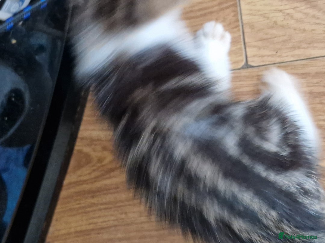 Mixed Breed cats for sale: ready to go - Image 22