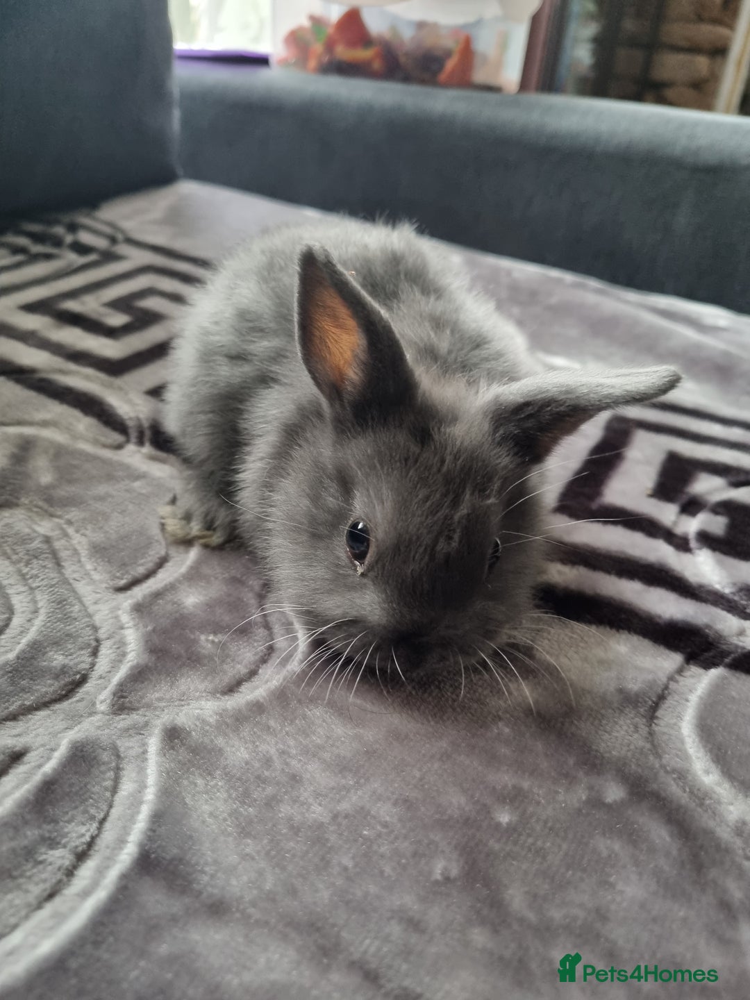 Mixed Breed rabbits for sale: Baby rabbits - Advert 2