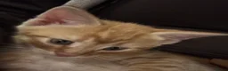 Mixed Breed cats for sale: Beautiful Family-Raised Kittens in Oswestry - Advert 32