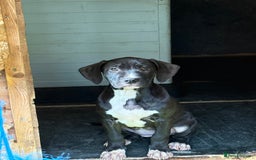 Mixed Breed dogs for sale: Big sale !!!!! 400£ - Image 8