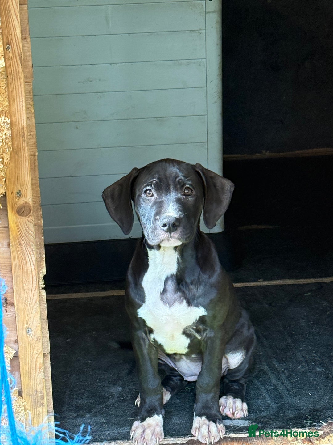 Mixed Breed dogs for sale: Big sale !!!!! 400£ - Image 8