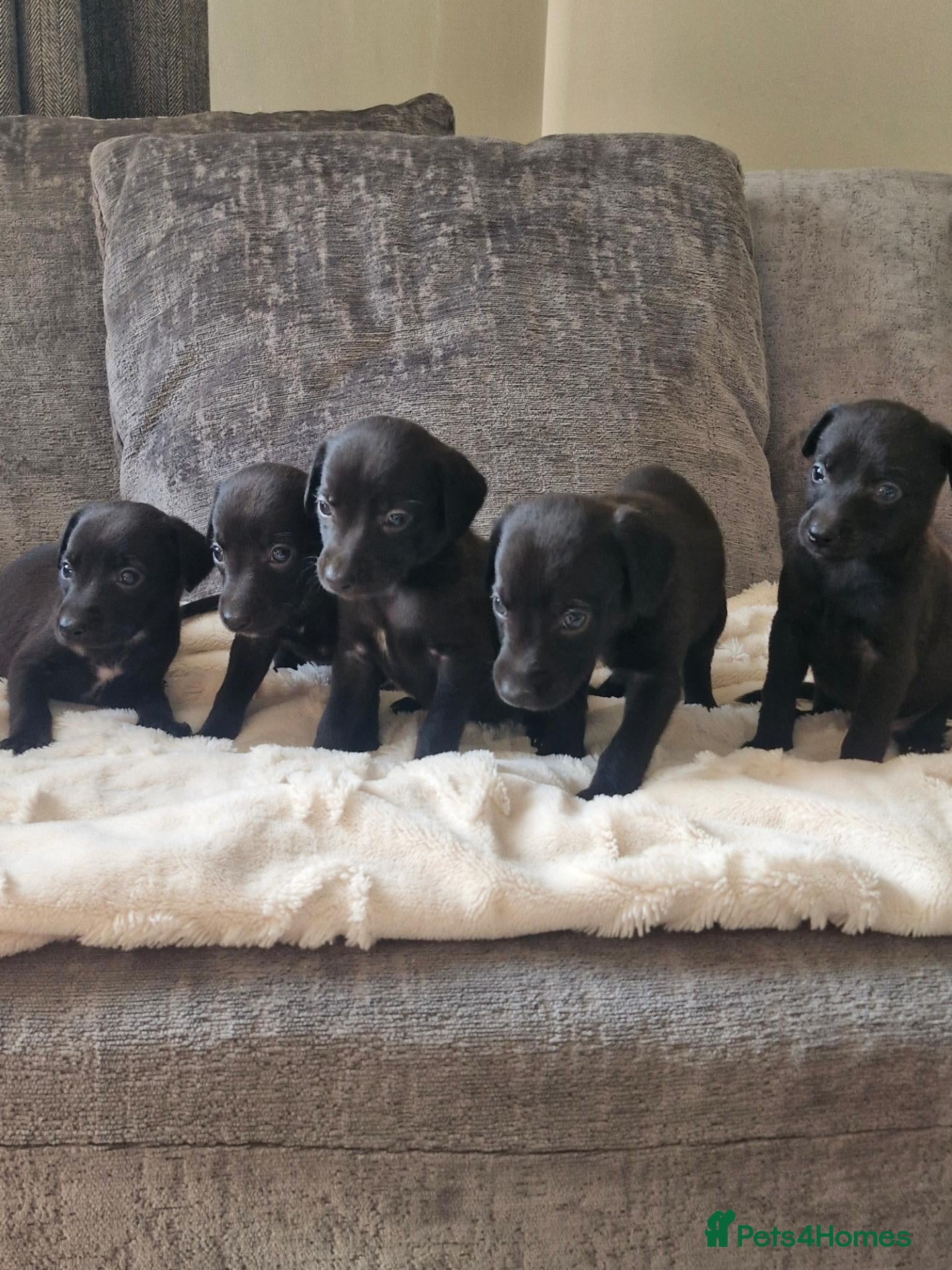 Mixed Breed dogs Beautiful Bedlington whippet puppies  - Advert 1