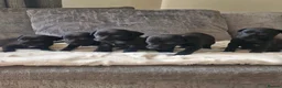 Mixed Breed dogs for sale: Beautiful Bedlington whippet puppies  - Advert 1