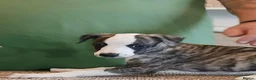 Whippet dogs for sale: KC Registered whippet puppies  - Advert 5