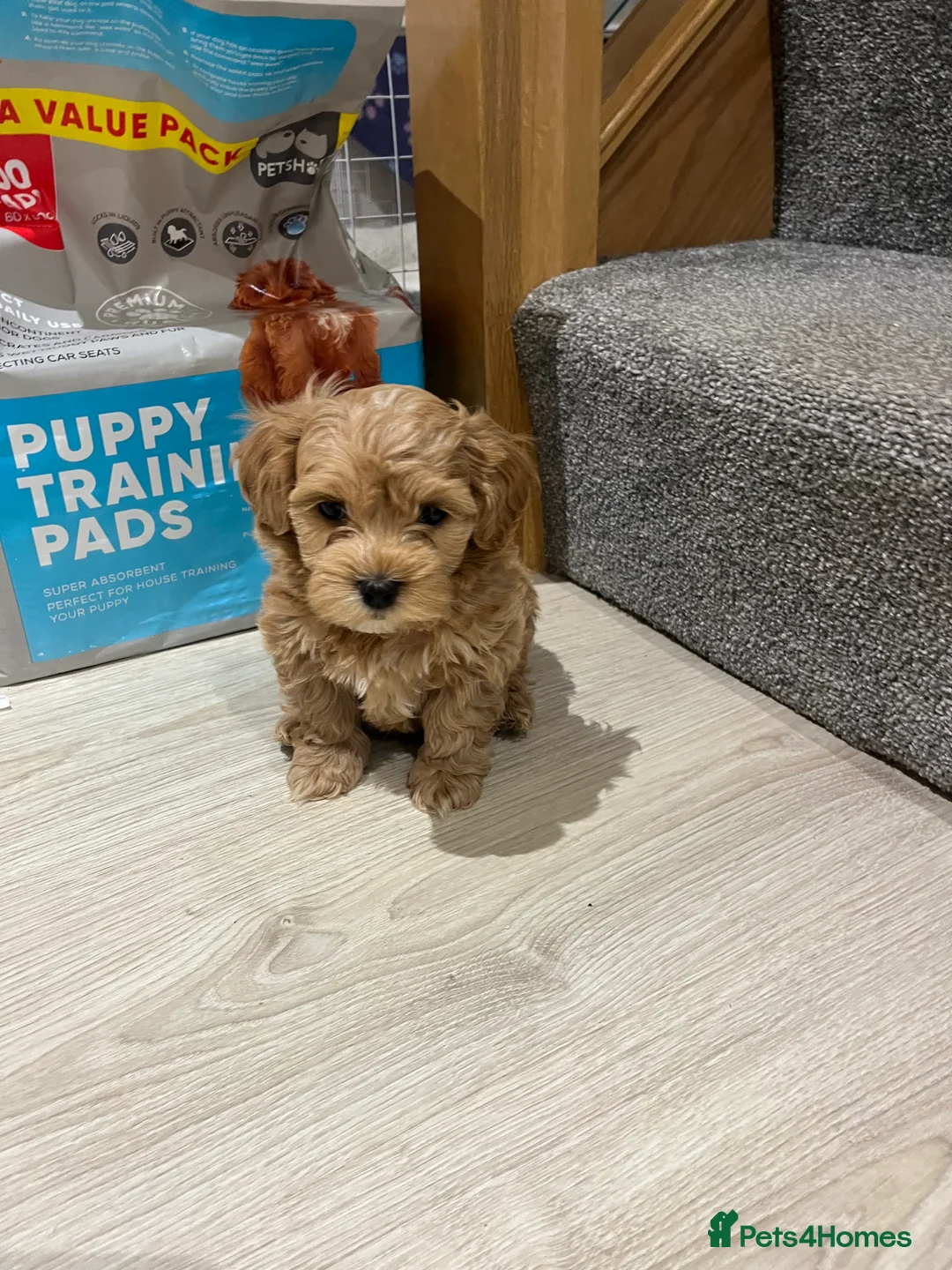 Maltipoo dogs for sale: Gorgeous Maltipoo Pups looking for their new home  - Advert 14