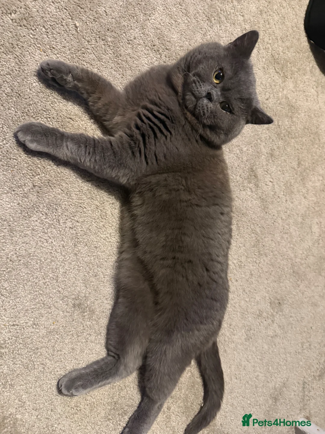 British Shorthair cats for stud: 💙 Proven BSH Blue Stud – “Teddy” 💙 - Advert 16