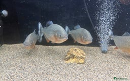 Piranhas fish for sale: Red Belly Piranhas - Image 2