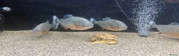 Piranhas fish for sale: Red Belly Piranhas - Advert 2