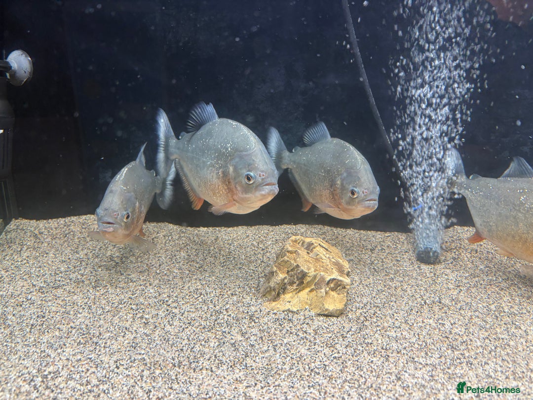Piranhas fish for sale: Red Belly Piranhas - Image 2