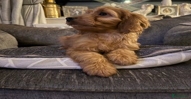 Cockapoo dogs - Advert 1