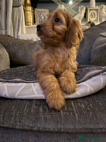 Cockapoo dogs - Advert 6