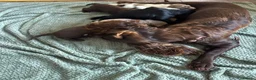 Cocker Spaniel dogs for sale: Cocker spaniel puppies  - Advert 20