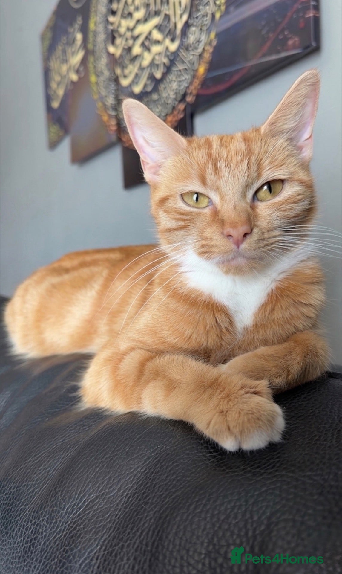 Mixed Breed cats for sale: Bengal cross beige kitten - Advert 2