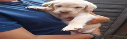 Labrador Retriever dogs for sale: Labrador puppies 🐶  in Rushden - Advert 10