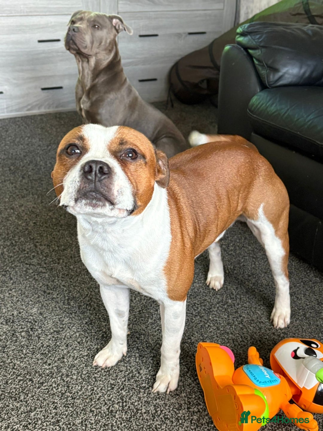 Staffordshire Bull Terrier dogs for sale: KC Staffordshire bull terriers 🧡🧡🏆🩸 REDS  - Image 32