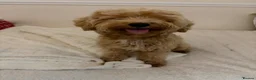 Maltipoo dogs for sale: Maltipoo male 1 year old  in Ossett - Advert 3