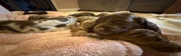 Mixed Breed dogs for sale: Doxie puppies  - Advert 8