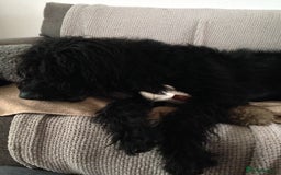 Labradoodle dogs for sale: Fluffy labradoodle looking for a lovely home - Image 4