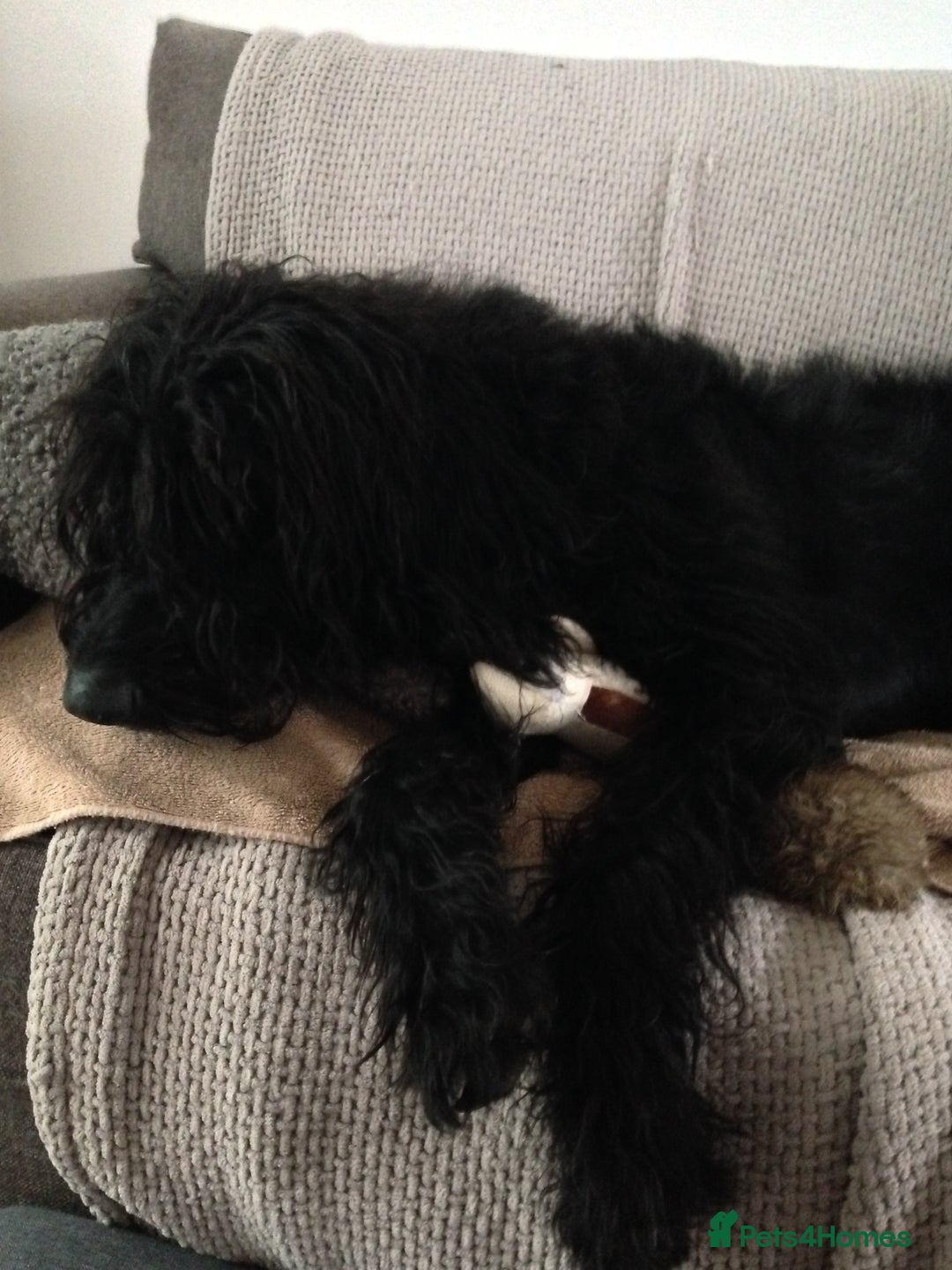 Labradoodle dogs for sale: Fluffy labradoodle looking for a lovely home - Image 4