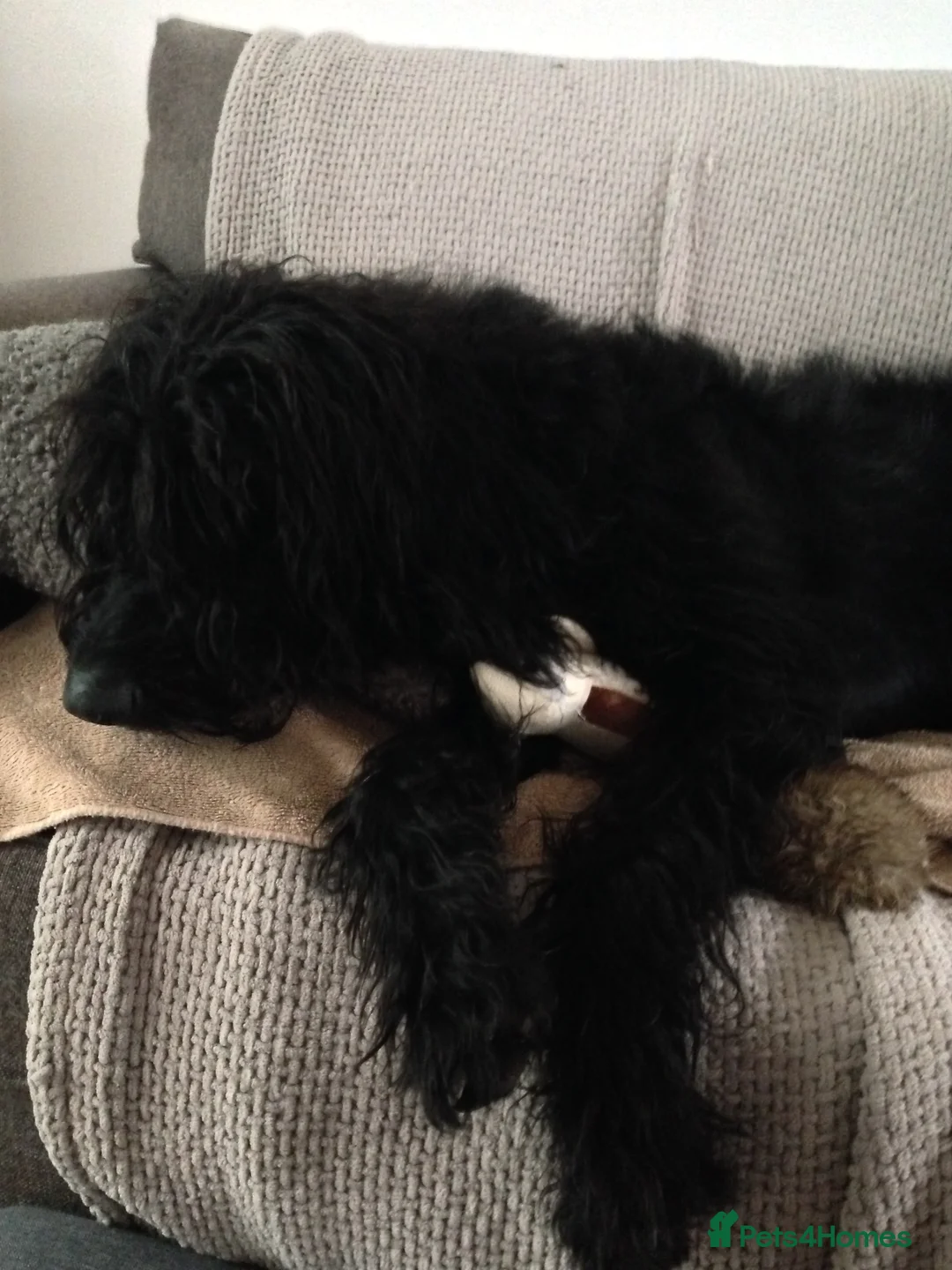 Labradoodle dogs for sale: Fluffy labradoodle looking for a lovely home - Advert 4