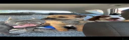 Border Terrier dogs for stud: Border terrier stud - Advert 3