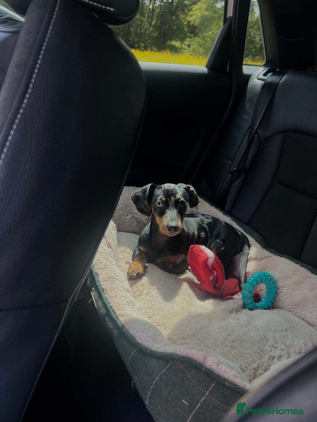 Dachshund dogs for sale: Male dapple dachshund  - Advert 6