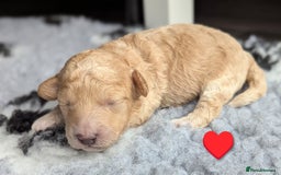 Poochon dogs for sale: 🐾 Adorable F1b Poochon Puppies - Ready November🐾 - Image 30