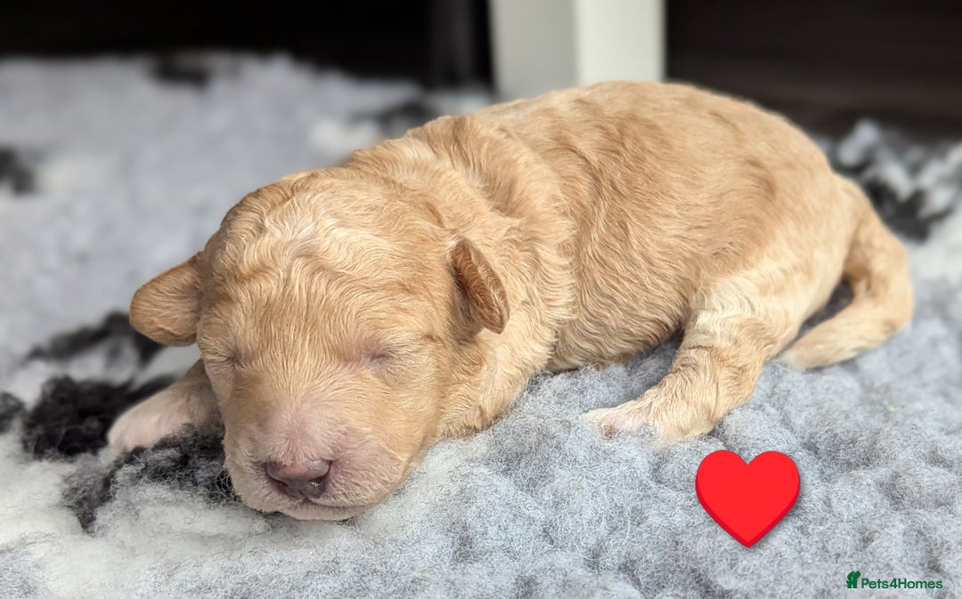 Poochon dogs for sale: 🐾 Adorable F1b Poochon Puppies - Ready November🐾 - Image 30