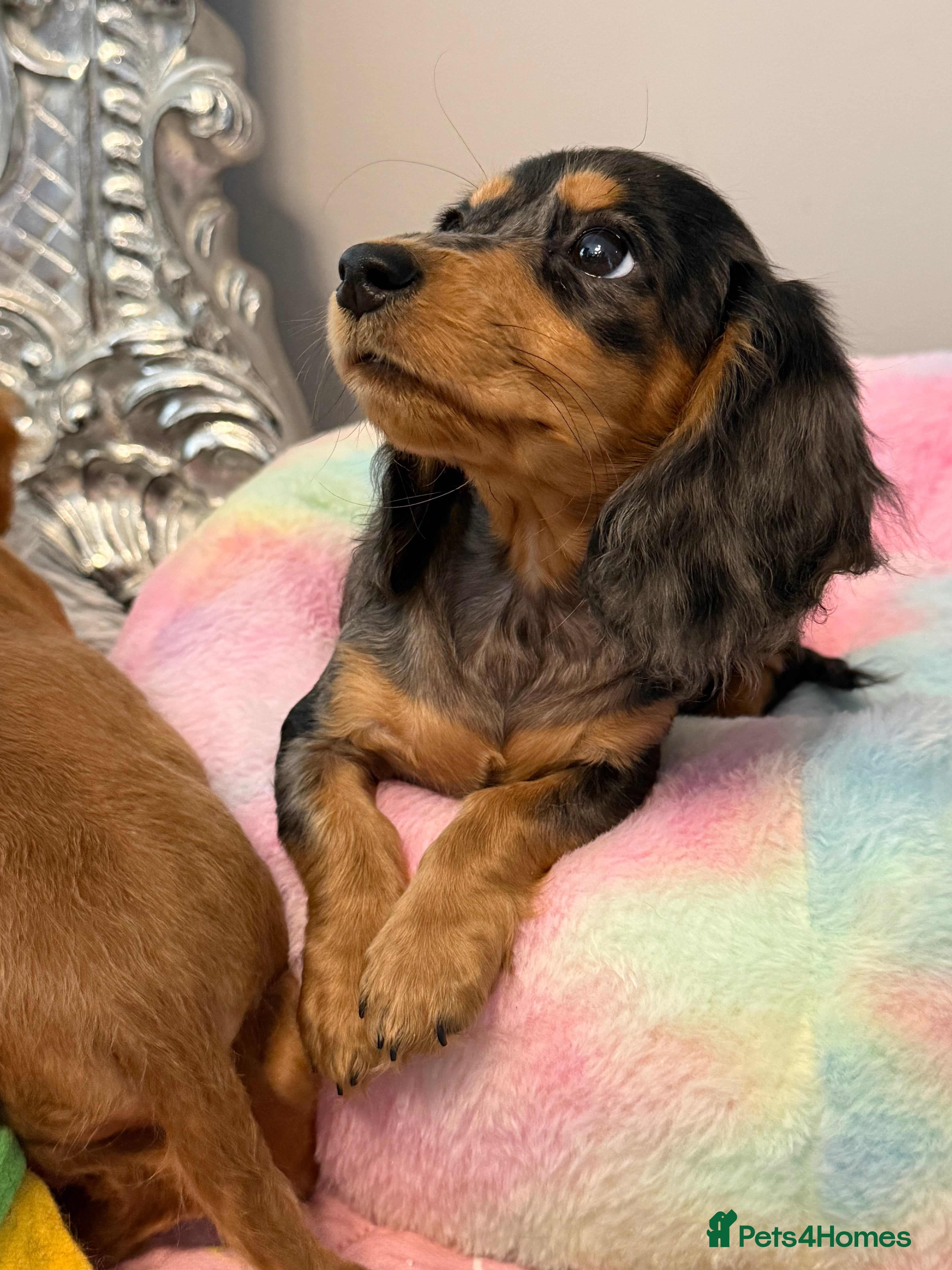 Miniature Dachshund dogs Beautiful Cream Longcoats Miniature Dachshund  - Advert 8