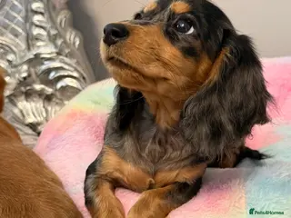 Miniature Dachshund dogs Beautiful Cream Longcoats Miniature Dachshund - Advert 8