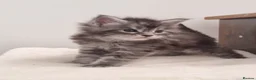Maine Coon cats for sale: GCCF Pedigree Maine Coon Kittens for sale  - Advert 15