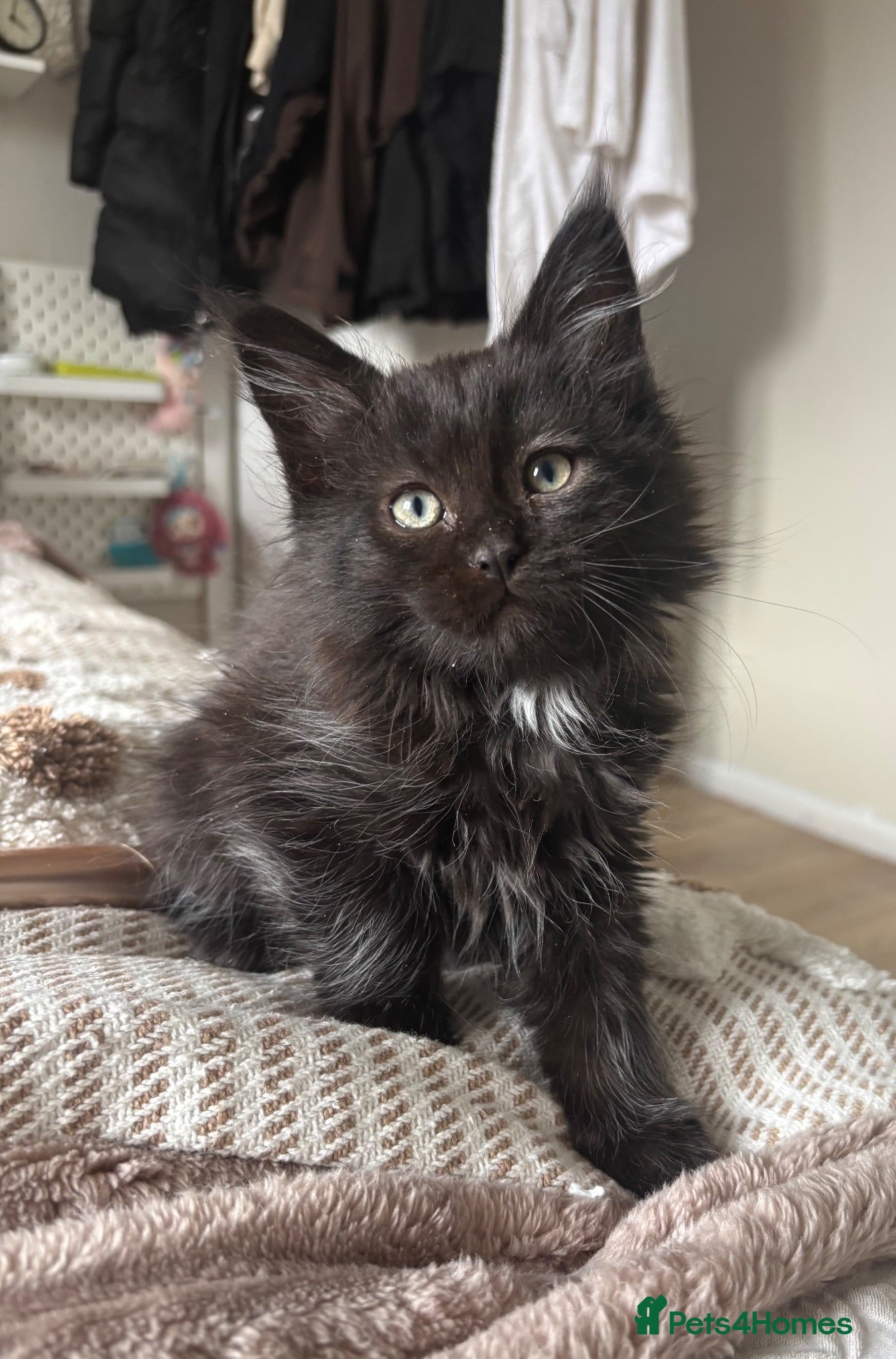 Maine Coon cats MAINE COON KITTENS. Some polydactyl.  - Advert 2