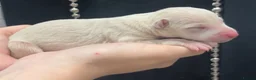 Italian Greyhound dogs for sale: Gorgeous Cream Boy Available - Advert 11