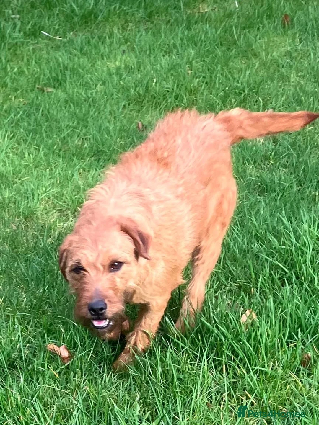 Lakeland Terrier dogs for sale: Red Terrier   in Preston - Advert 2