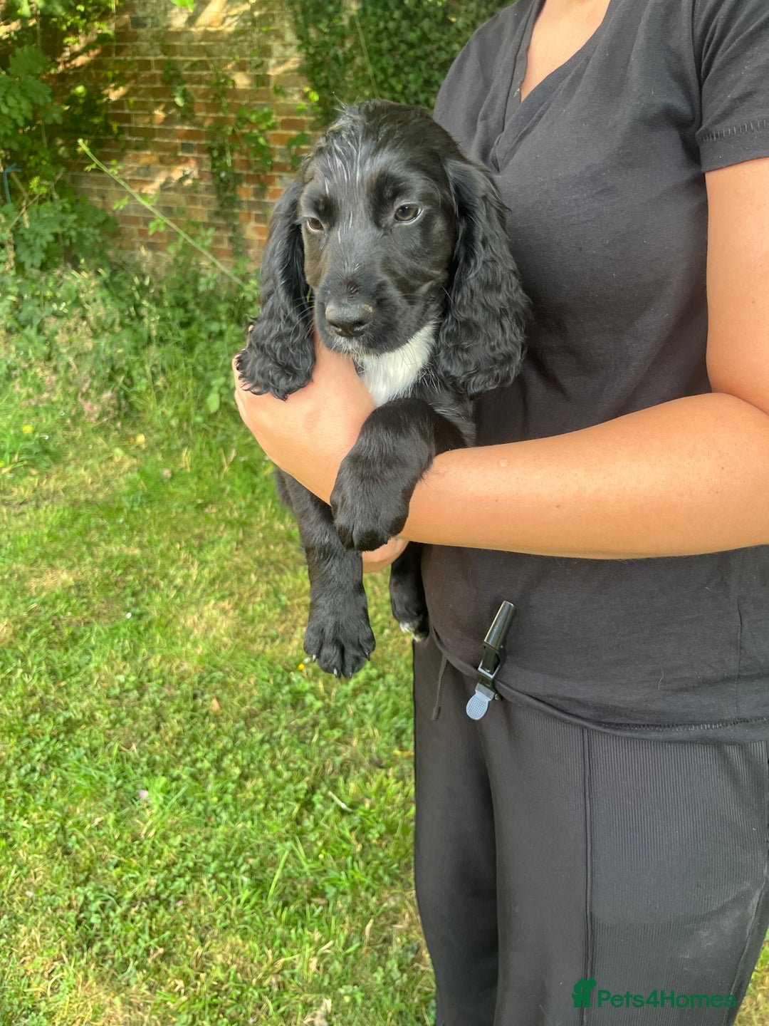 Cocker Spaniel dogs for sale: READY TO NOW Cocker spaniels puppies  - Image 8