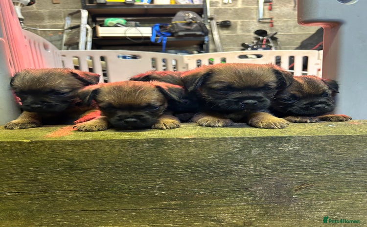 Border Terrier dogs - Advert 15