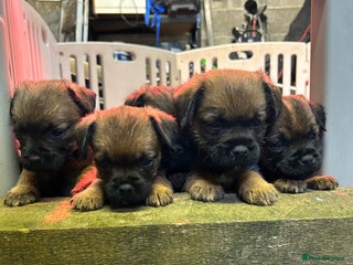 Border Terrier dogs - Advert 15