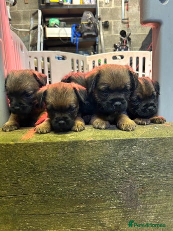 Border Terrier dogs - Advert 15