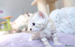 Bengal cats for sale: 😻OUTSTANDING SHOW BENGALS. SHOW WINNING PARENTS🏆 - Image 26