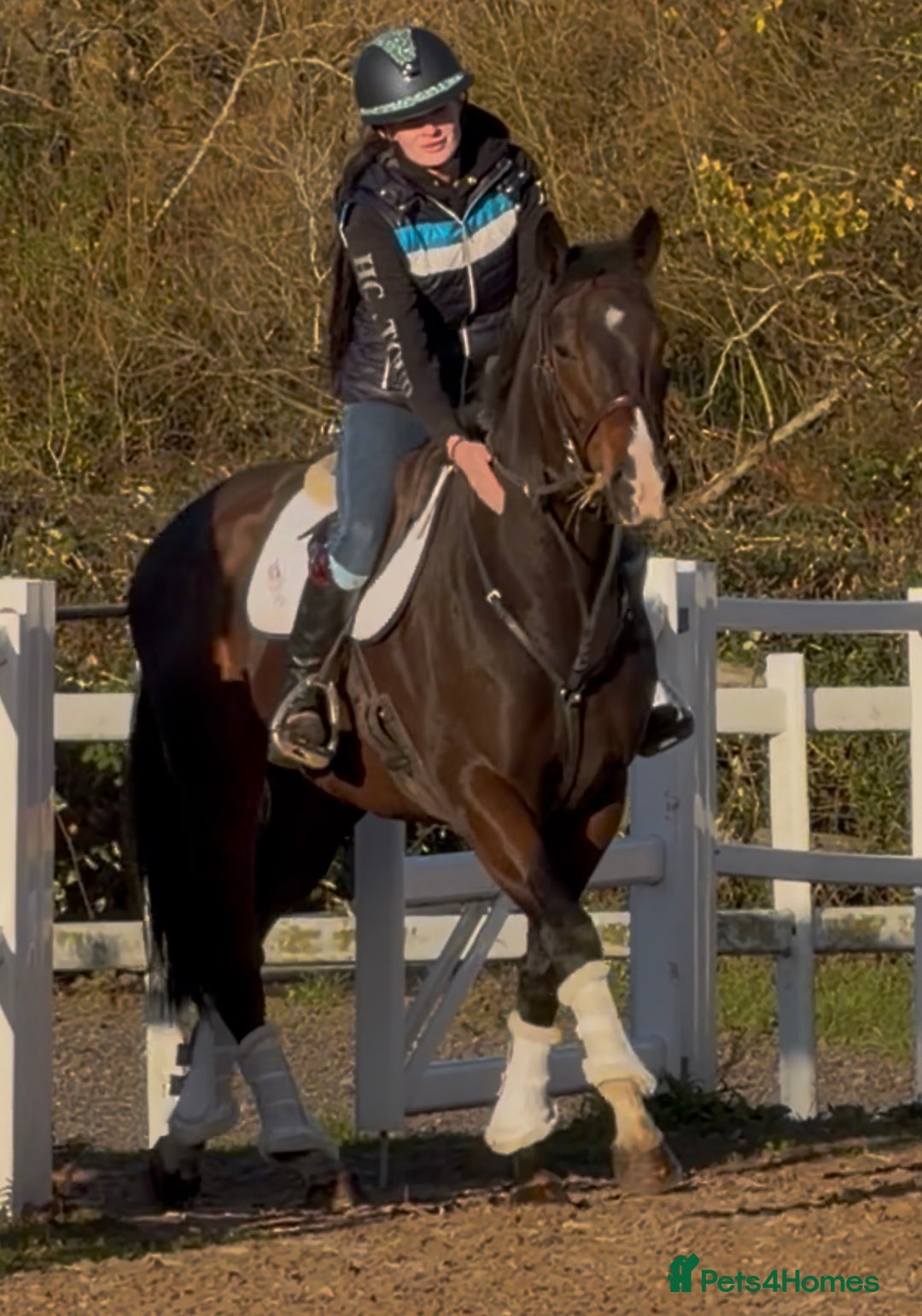 English Thoroughbred horses for sale: Smart Project  - Advert 4