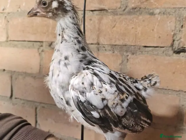 Chickens poultry for sale: Swedish Flower Hens & Cuckoo Marans - Advert 1
