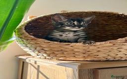 Bengal cats for sale: Rare Glitter Pedigree Bengal Female - Show Quality - Image 20