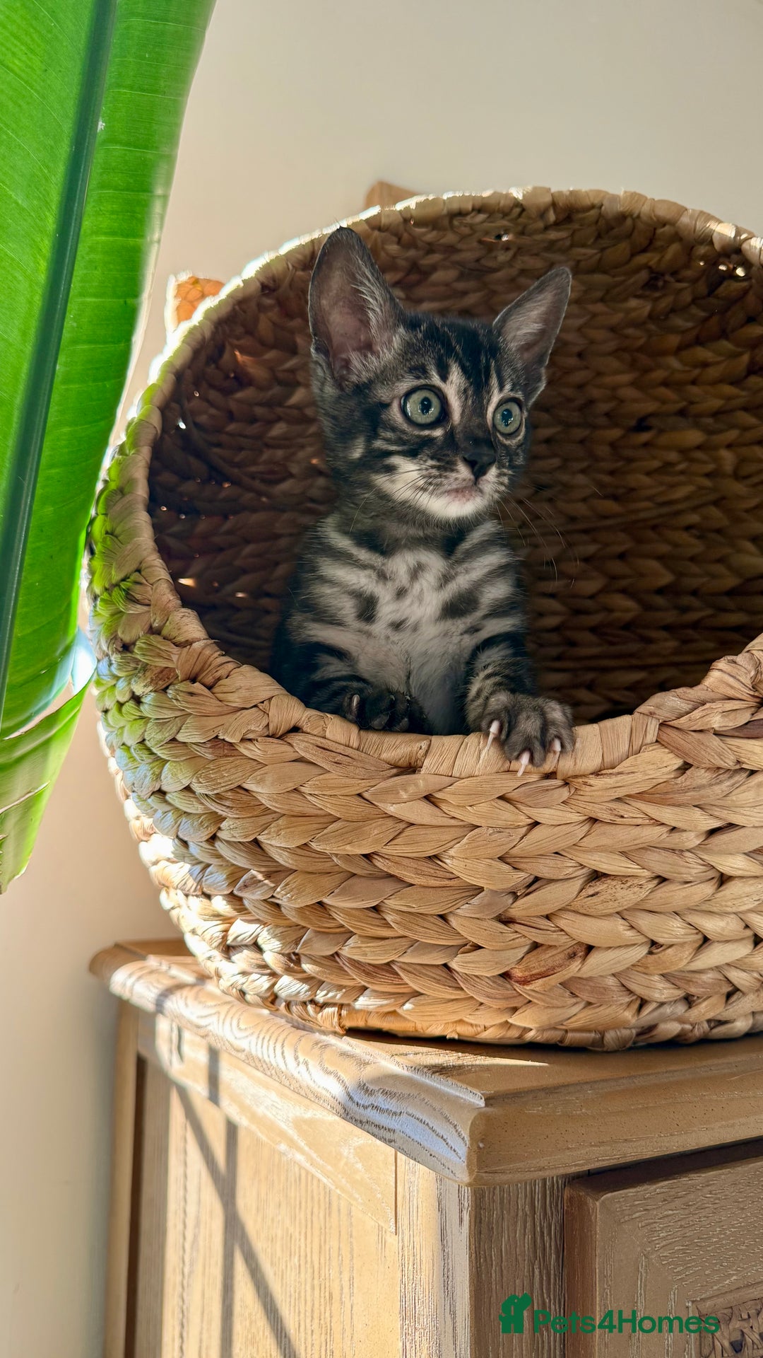Bengal cats for sale: Rare Glitter Pedigree Bengal Female - Show Quality - Image 20