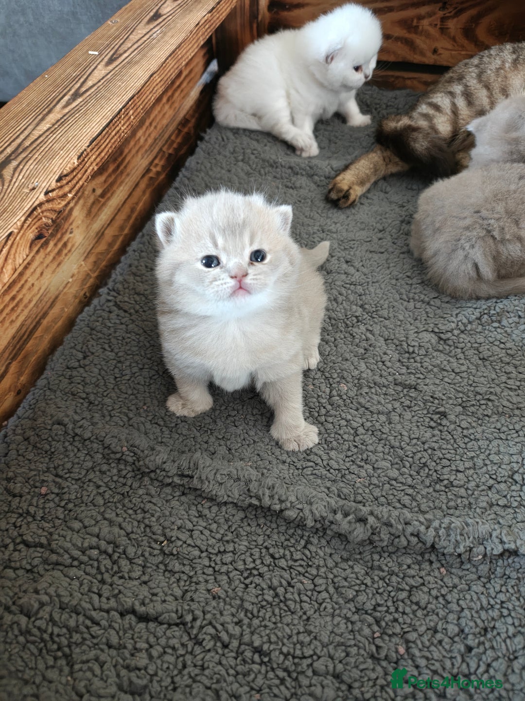 British Shorthair cats for sale: British Shorthair and Longhair  GCCF registered  - Advert 6