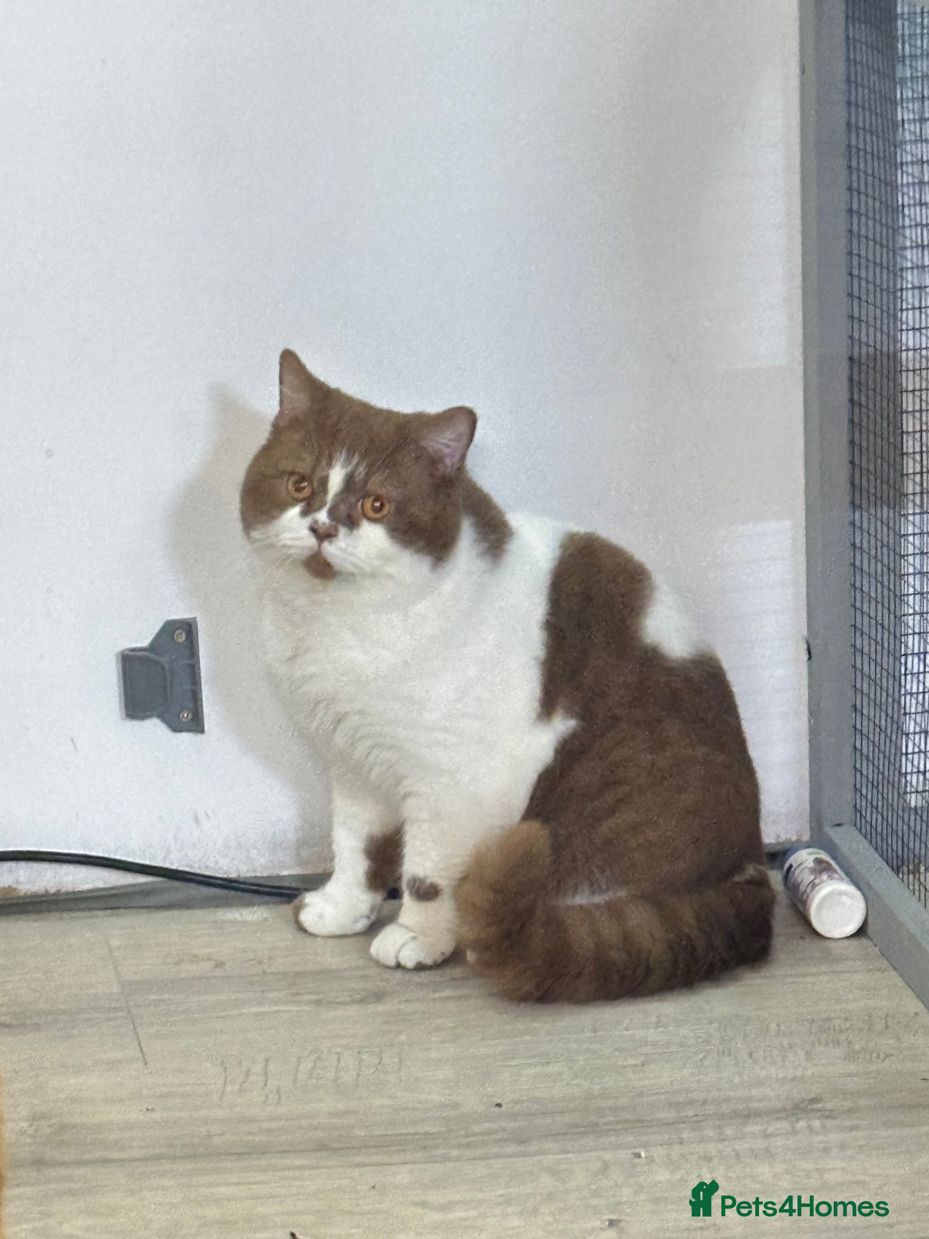 British Shorthair cats Tica reg Cinnamon bi colour stud  - Advert 9