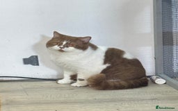 British Shorthair cats for stud: Tica reg Cinnamon bi colour stud  - Advert 1