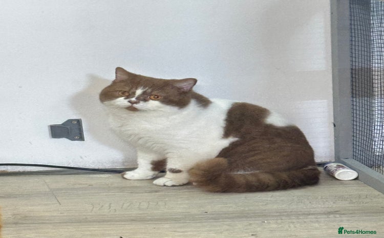 British Shorthair cats Tica reg Cinnamon bi colour stud  - Advert 1