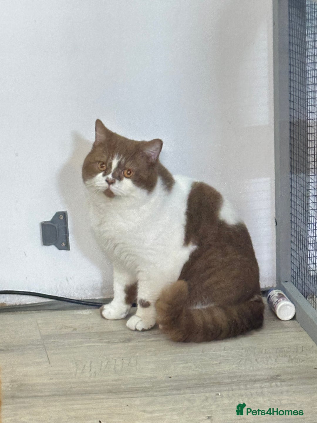 British Shorthair cats for stud: Tica reg Cinnamon bi colour stud  - Advert 1