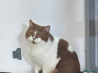 British Shorthair cats Tica reg Cinnamon bi colour stud - Advert 8